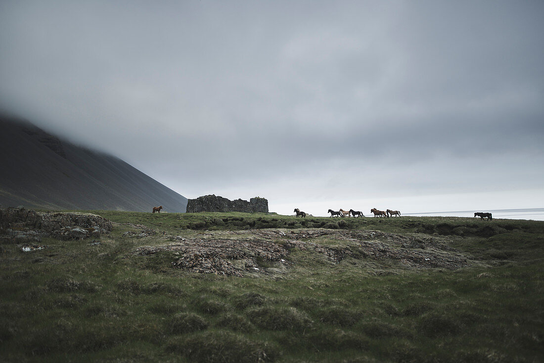 Horses by ruin in Iceland