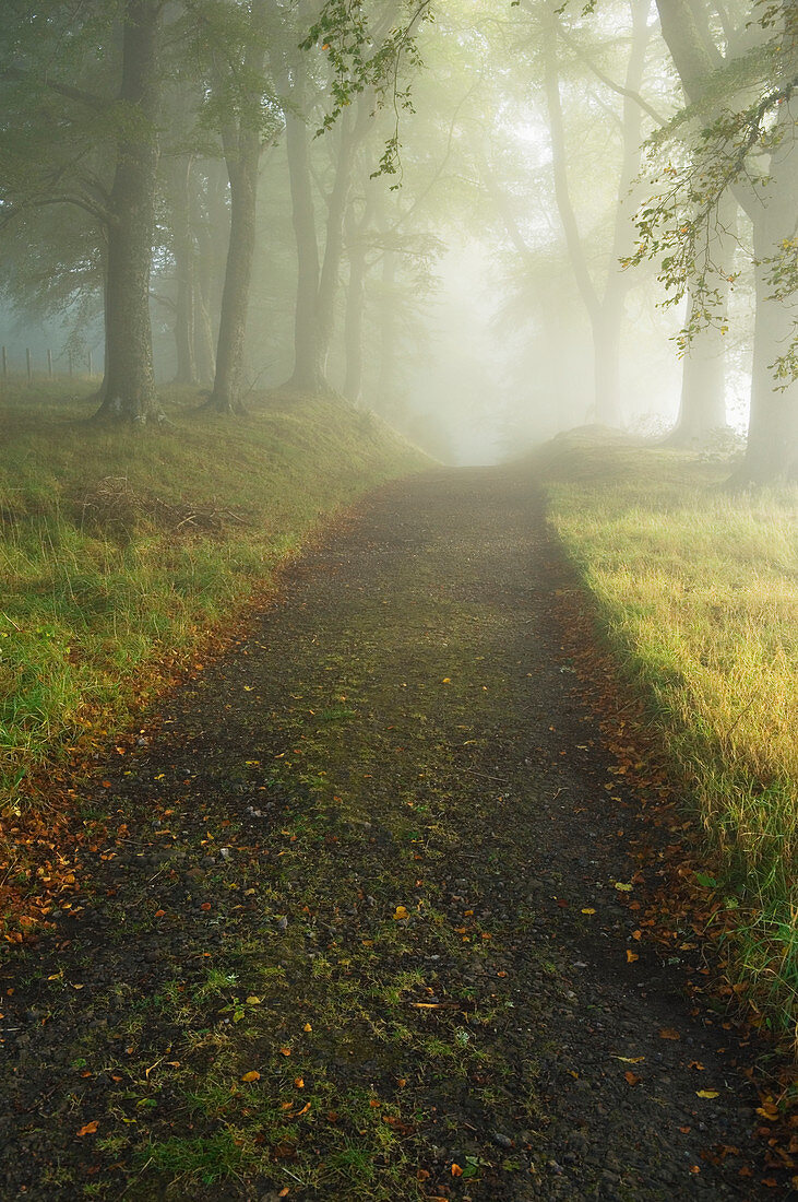 Trail Through Forest, Ross-shire, Scotland, UK