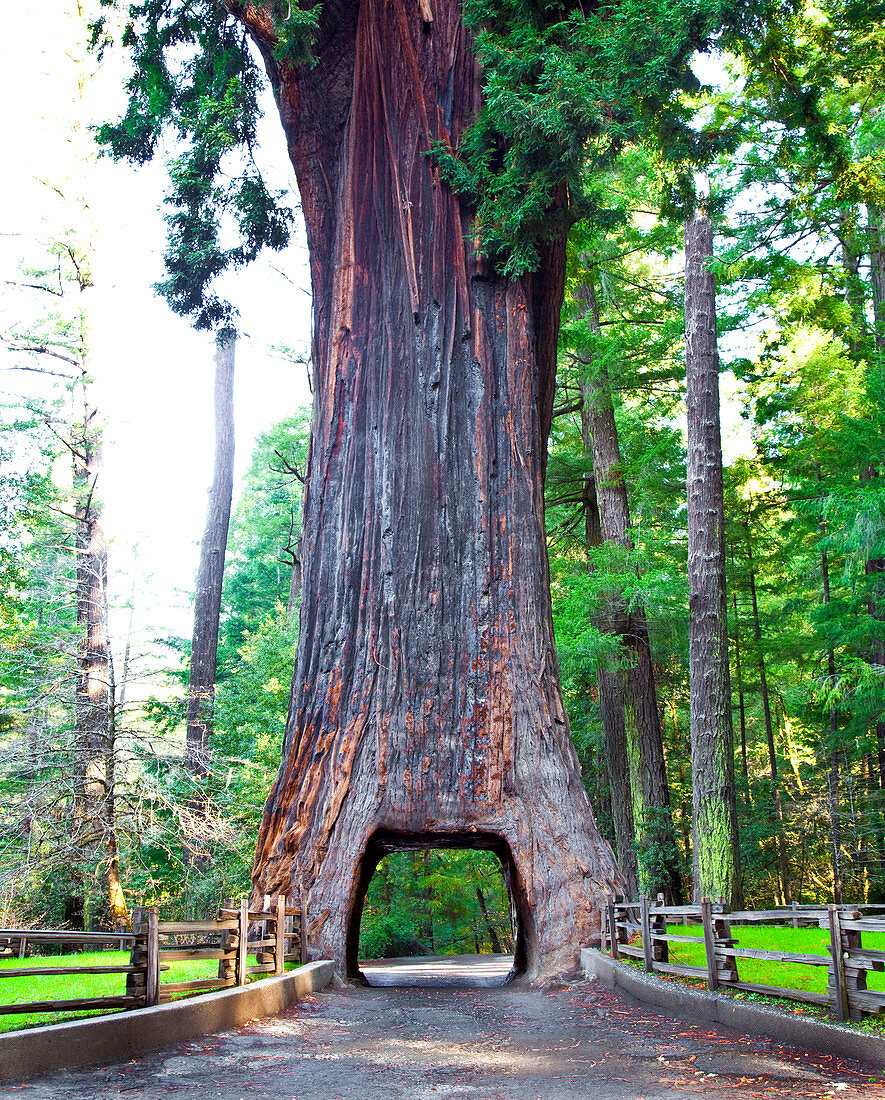 Kronleuchter fährt durch Redwood Tree, Kalifornien, USA