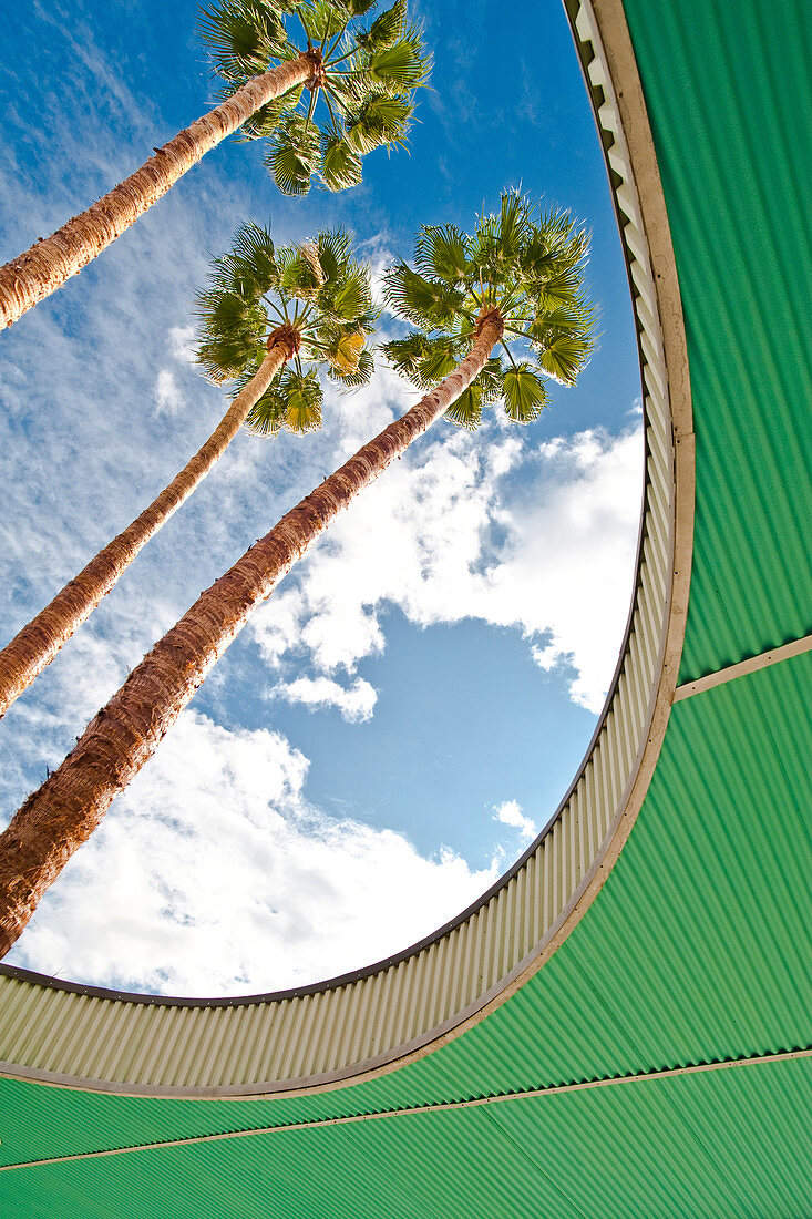 Palmenbäume, Palm Springs, Kalifornien, USA