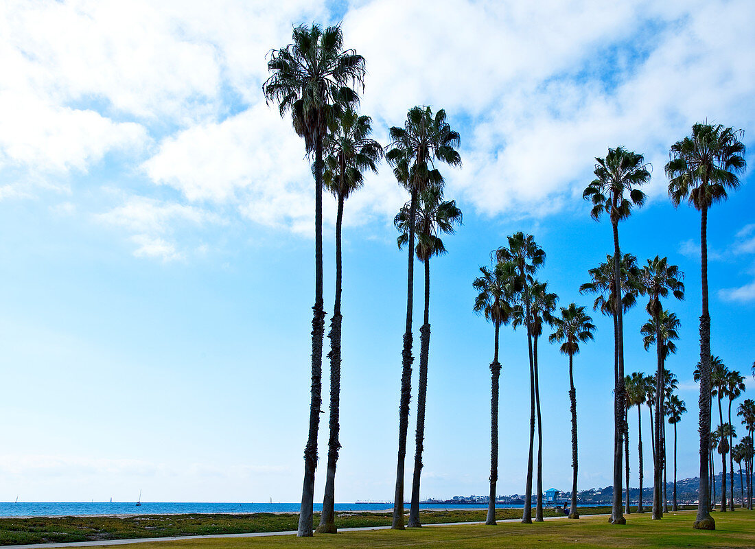 Palmen auf der Strandpromenade, Santa Barbara, Kalifornien, USA