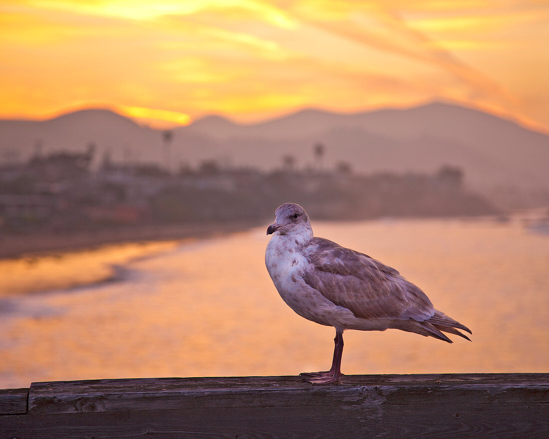 Möwe am Steggeländer, Cayucos, Kalifornien, USA