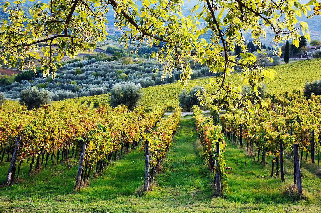 Weinberge und Olivenhaine, Panzano, Toskana, Italien