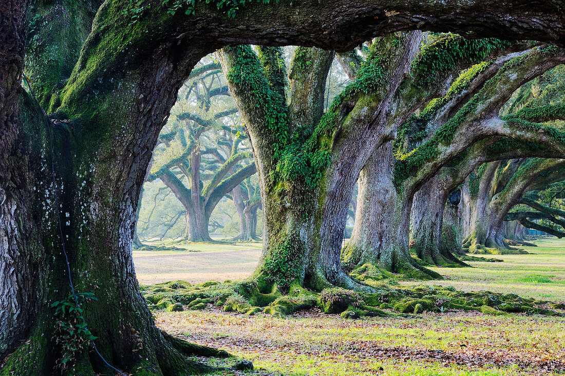 Moosbedeckte Bäume, Louisiana, USA