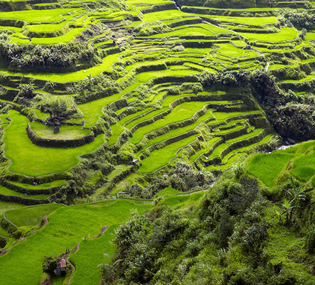 Luftaufnahme von terrassenförmig angelegten Reisfeldern, Banaue, Infugao Province, Philippinen