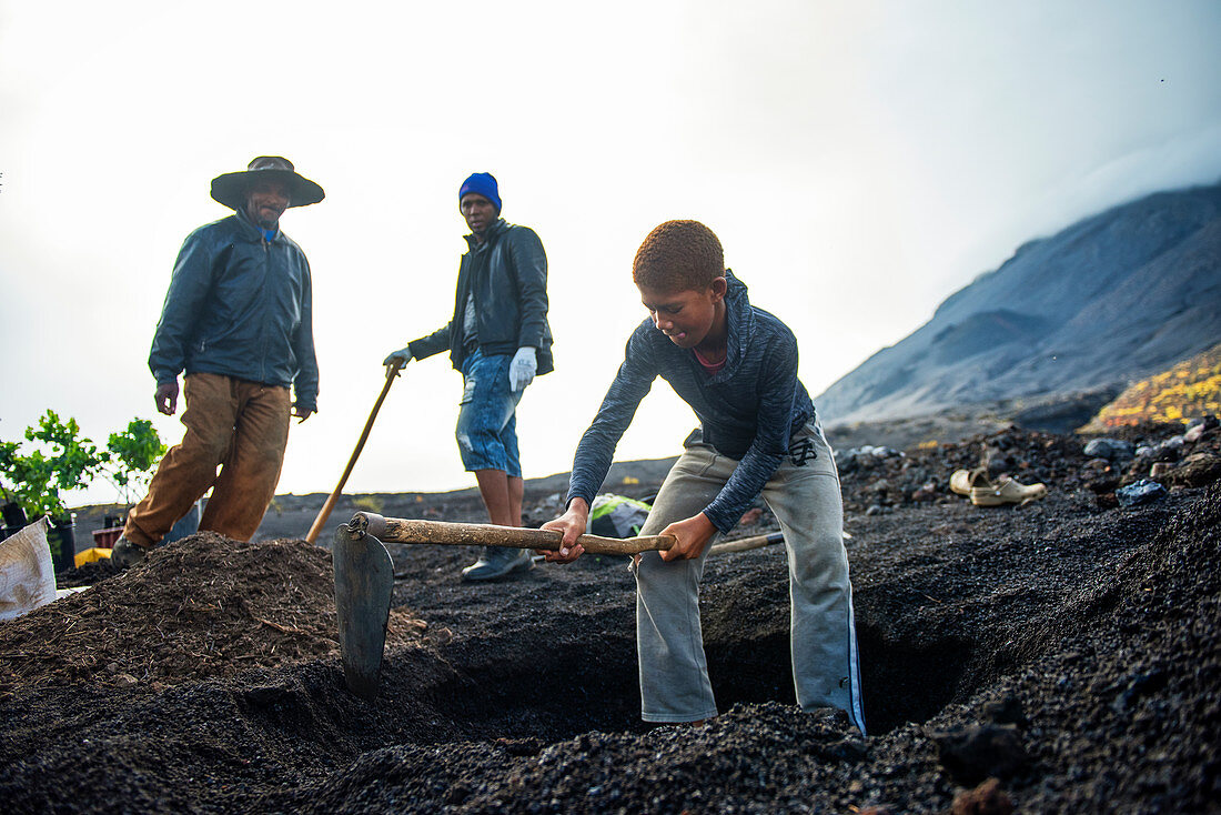 Cape Verde, Island Fogo, NationalPark Fogo, Village Cha,landscape, Active Vulcano, Lavafields, coffee, wineyards, wine,farmers, working the land, planting wine ranks, portrait