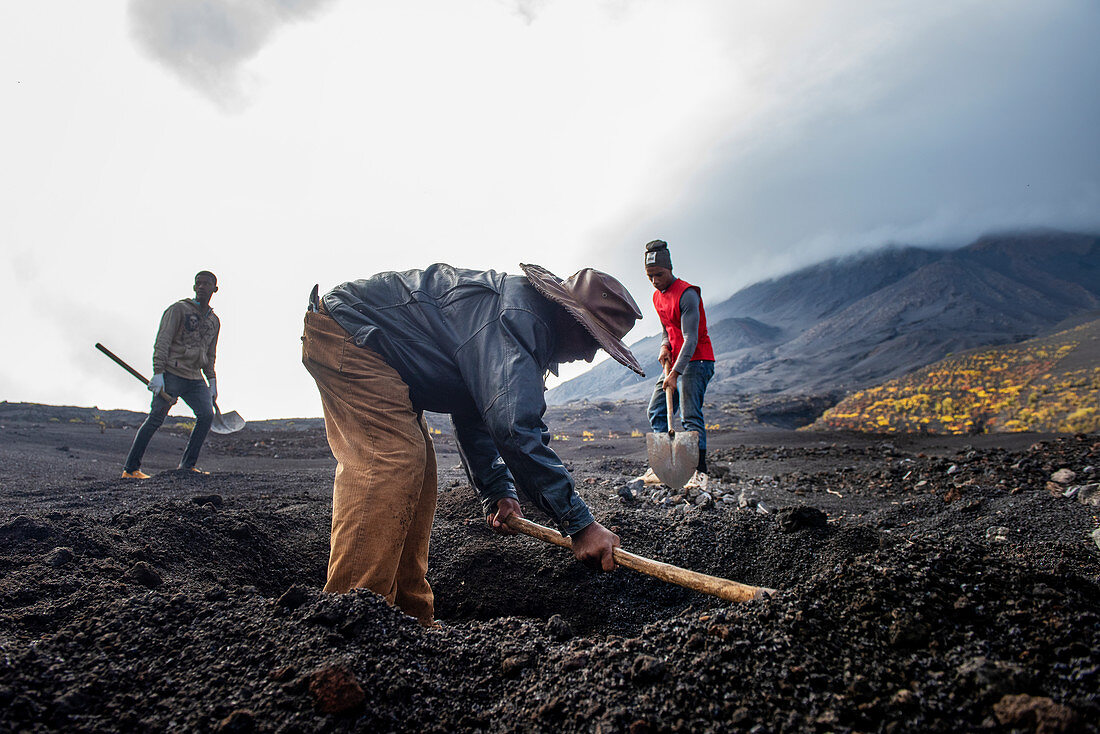 Cape Verde, Island Fogo, NationalPark Fogo, Village Cha,landscape, Active Vulcano, Lavafields, coffee, wineyards, wine,farmers, working the land, planting wine ranks,