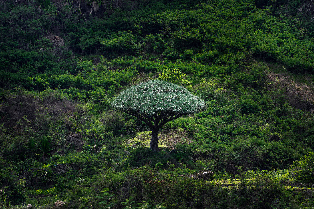 Kap Verde, Insel Santo Antao, Landschaft mit Drachenbaum