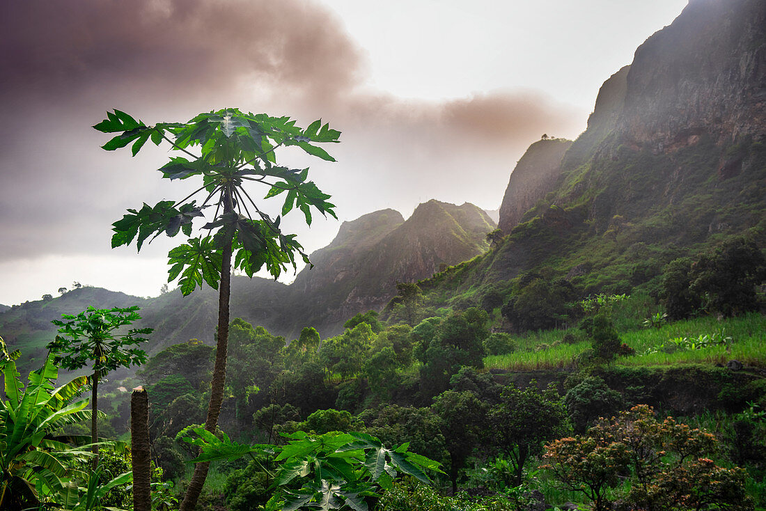 Cape Verde, Island Santo Antao, landscapes, mountains, green valley,papayatree