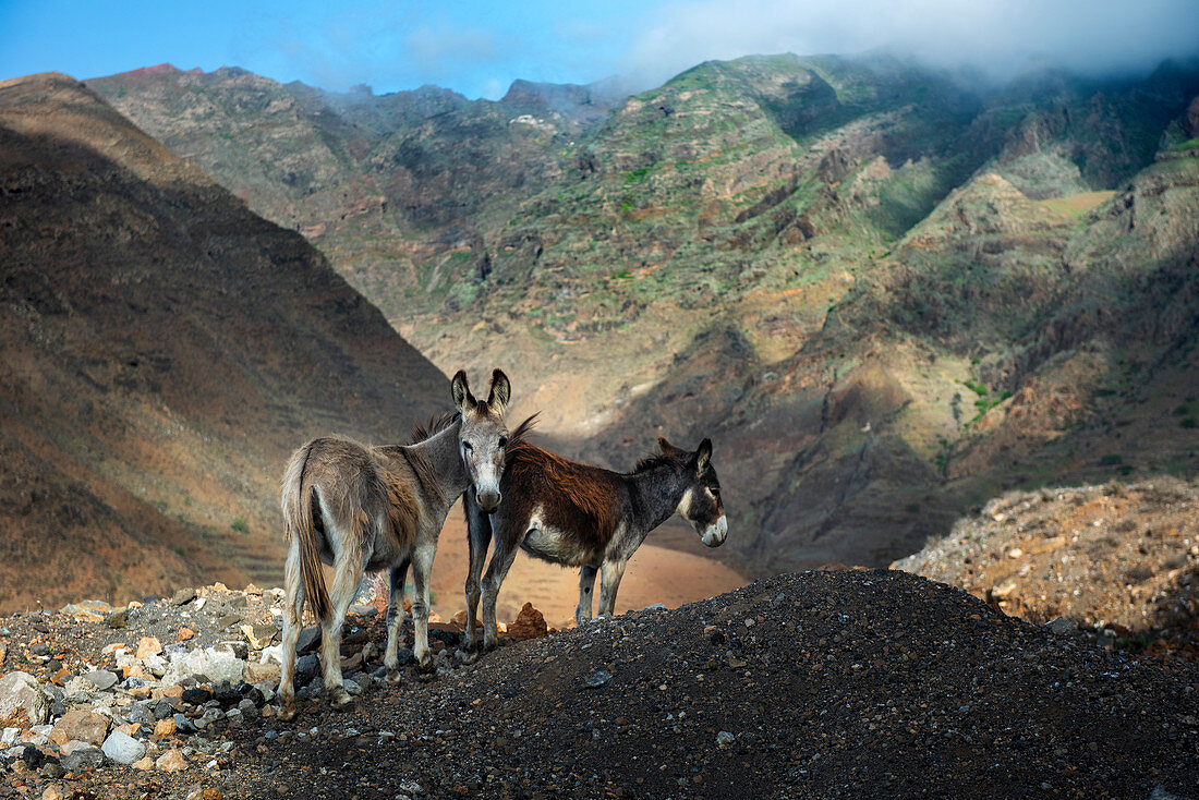 Kap Verde, Insel Santo Antao, zwei Esel in der Berglandschaft