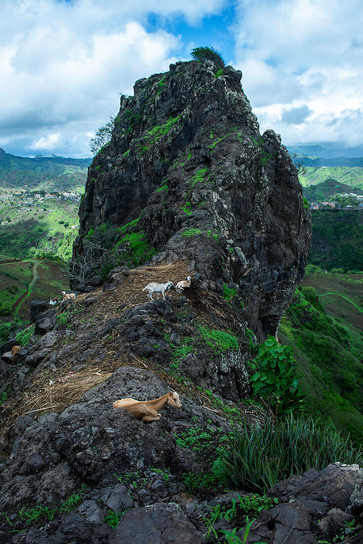 Cape Verde, Island Santiago, rain season, mountains, goats on cliff
