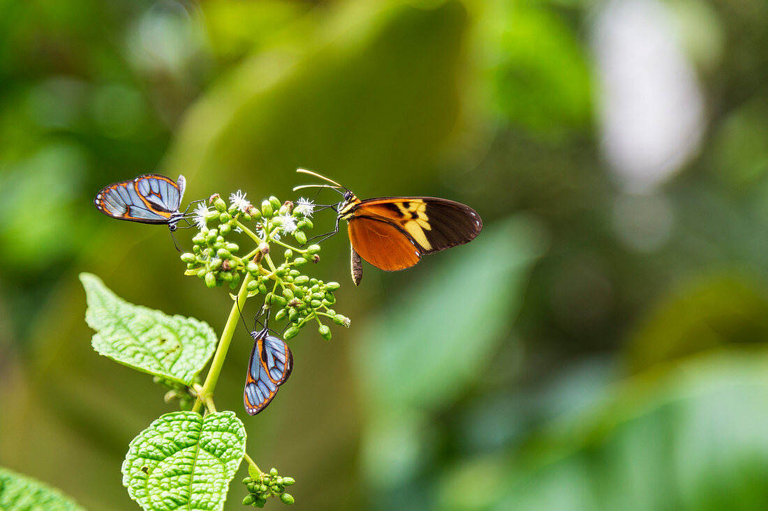 Schmetterlinge im tier- und pflanzenreichen Garten der Finca Palmonte in der Nähe von Baños, Ecuador