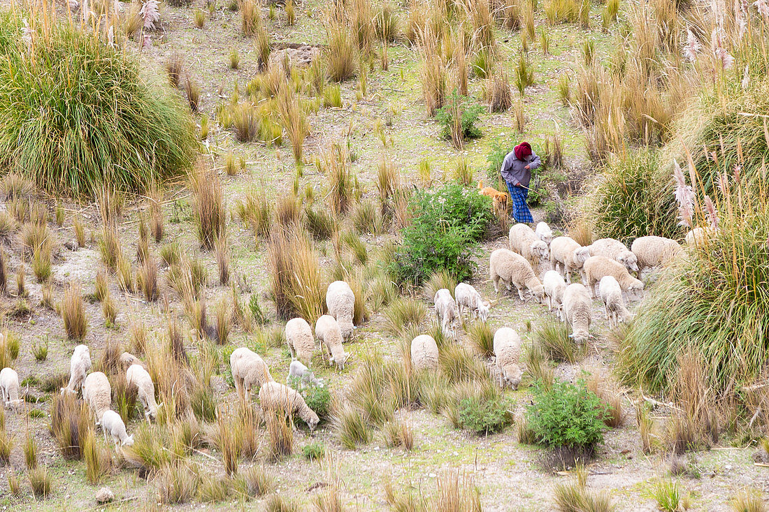 Ein Schafhirte im Toachi River Canyon in Ecuador