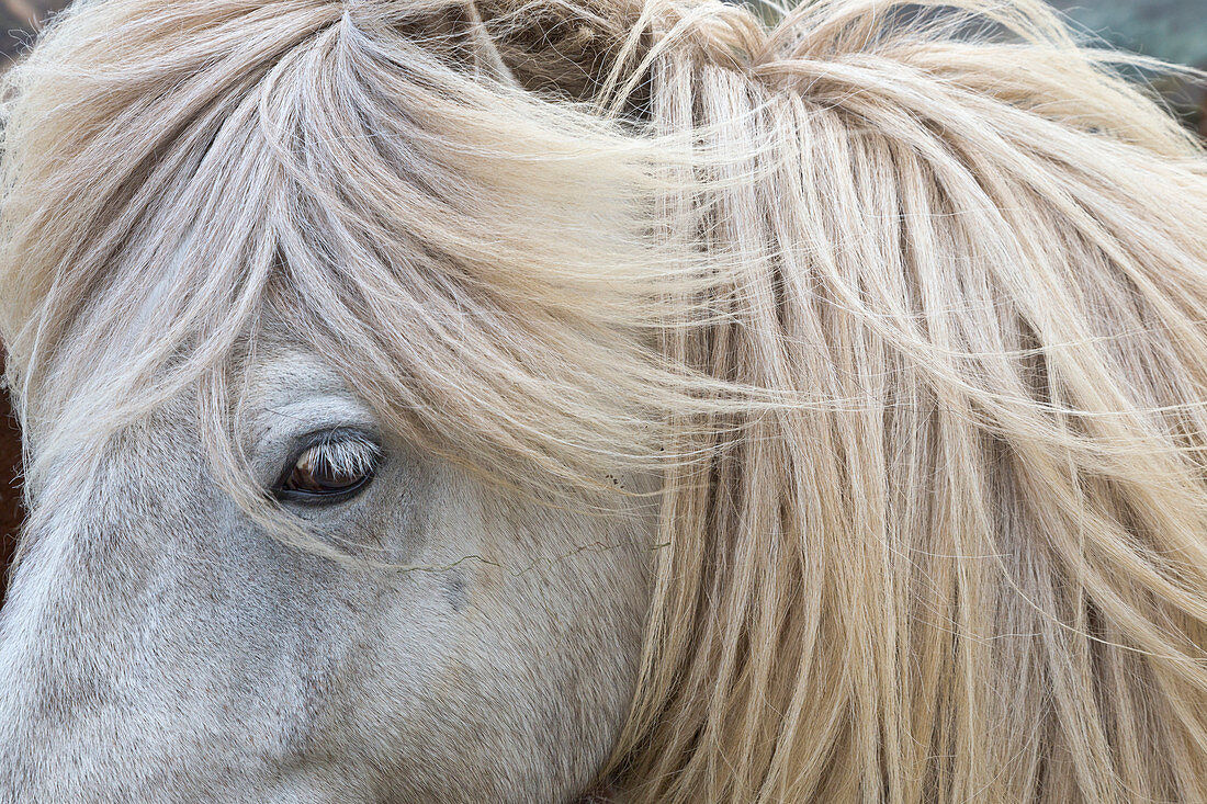 Isländisches Pferd (Equus caballus), Hveravellir, Island