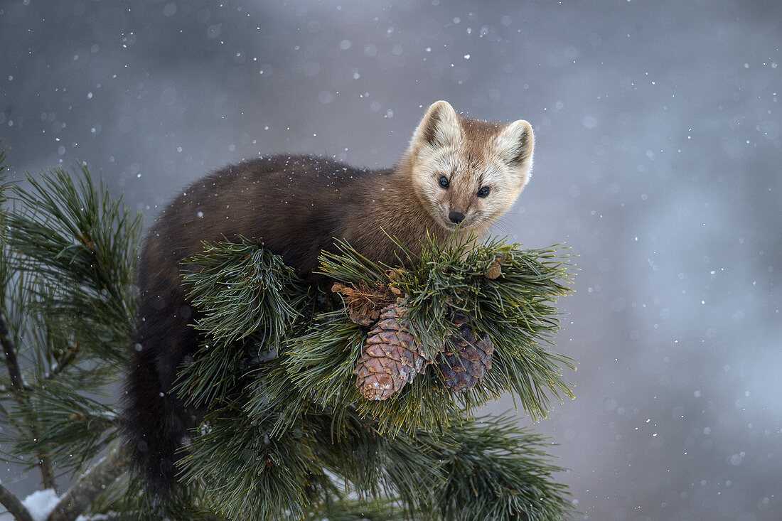 Zobel (Martes zibellina) im Baum bei Schneefall, Baikalsee, Barguzinsky Naturschutzgebiet, Russland