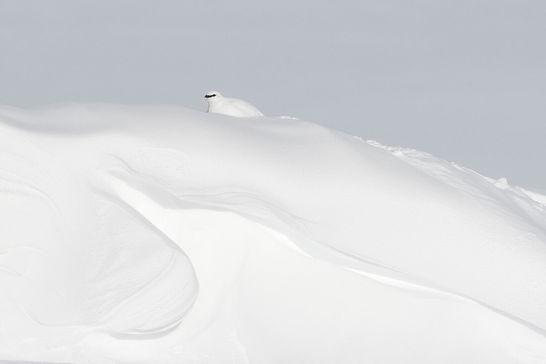 Schneehuhn (Lagopus muta) im Winter, Halbinsel Taymyr, Sibirien, Russland
