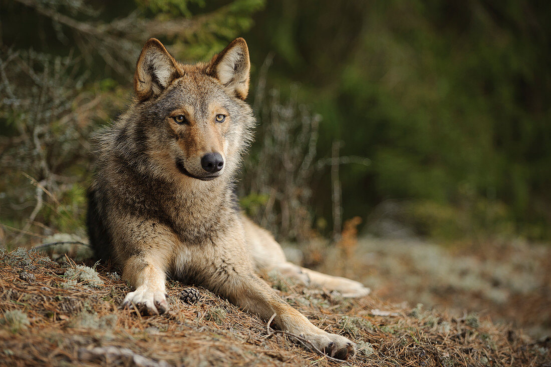 Wolf (Canis Lupus), Twer, Russland