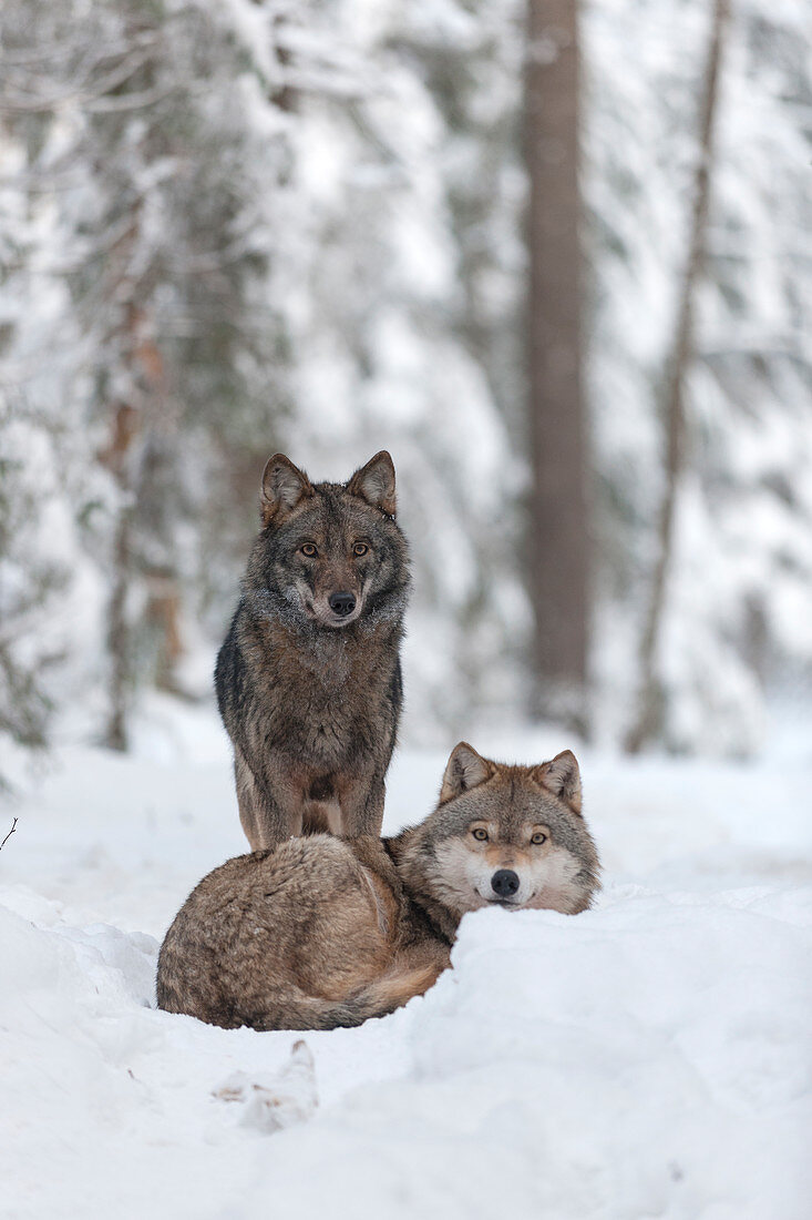 Wolfspaar im Schnee (Canis Lupus), Tver, Russland