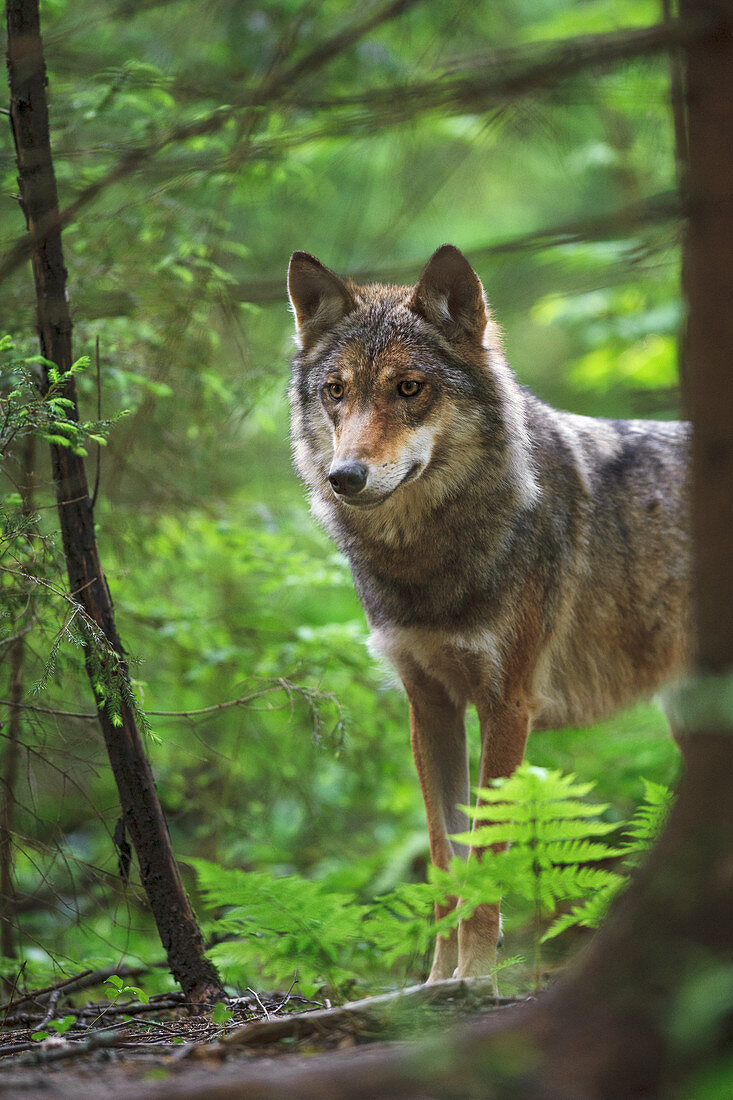 Wolf (Canis Lupus) im Wald, Tver, Russland