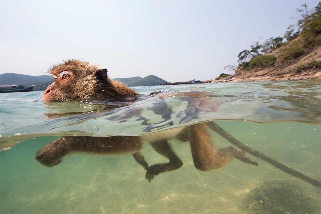 Langschwanzmakak (Macaca fascicularis) schwimmend im Ozean, Thailand