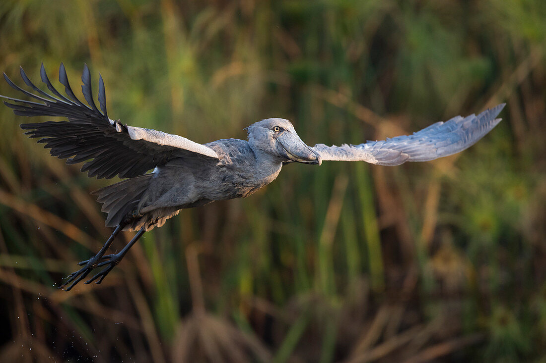 Fliegender Schuhschnabel (Balaeniceps Rex), Bengweulu-Sumpfgebiete, Sambia