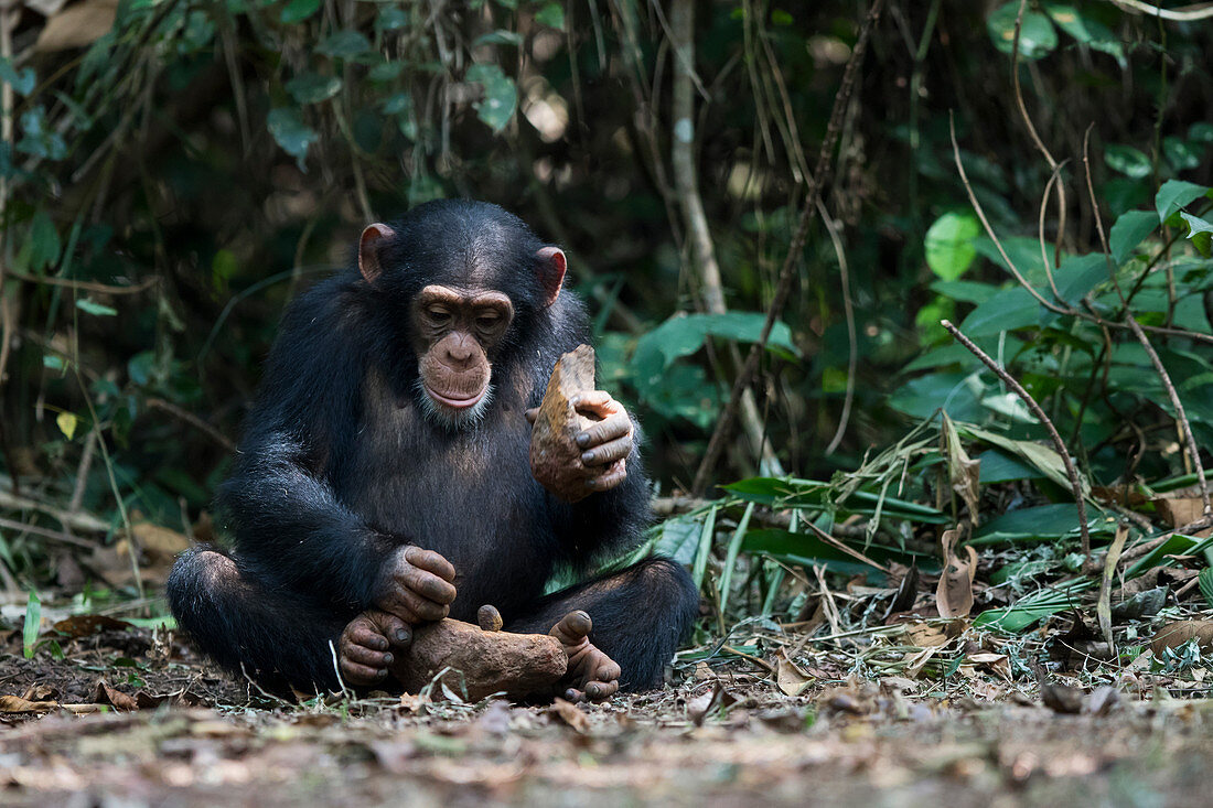 Schimpanse (Pan troglodytes) mit einem Stein knackt Nüsse, Bossou, Guinea