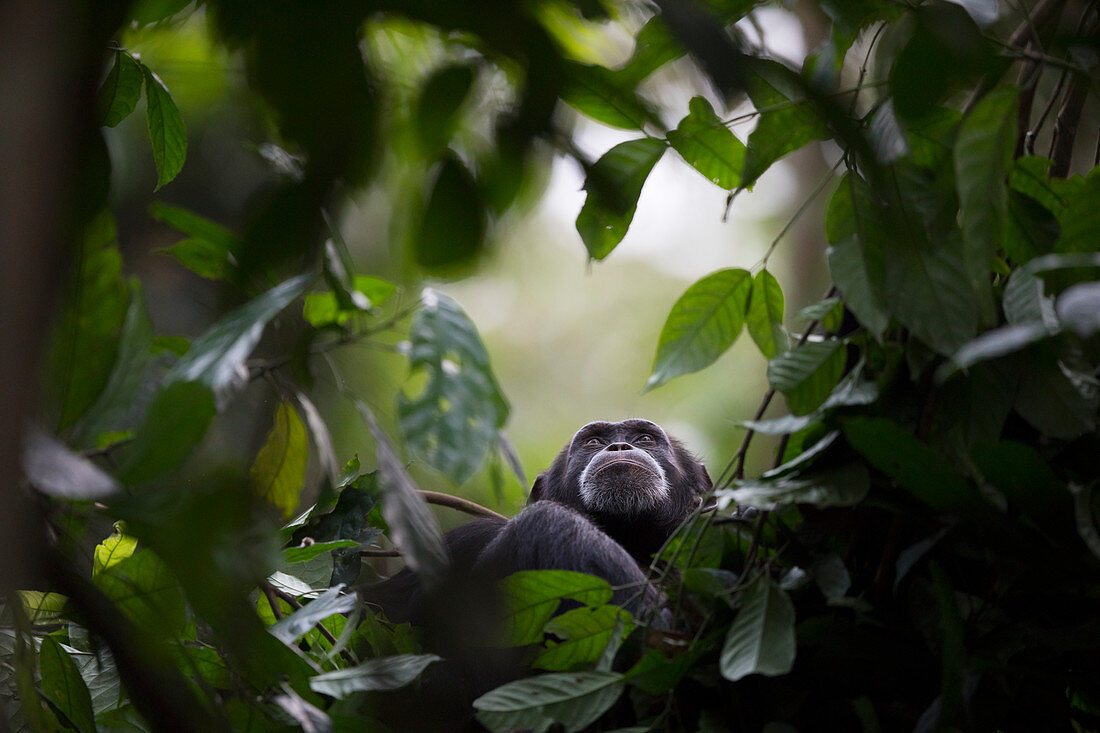 Weiblicher Schimpanse, namens Fanle (Pan troglodytes) auf dem Baum, Bossou, Guinea