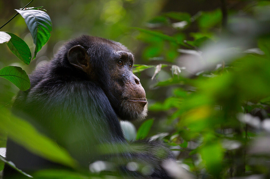 Schimpansenjunge, namens Jeje (Pan troglodytes), Bossou, Guinea