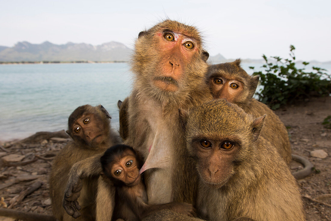 Langschwanzmakak-Familie (Macaca fascicularis), Nationalpark Khao Sam Roi Yot, Thailand