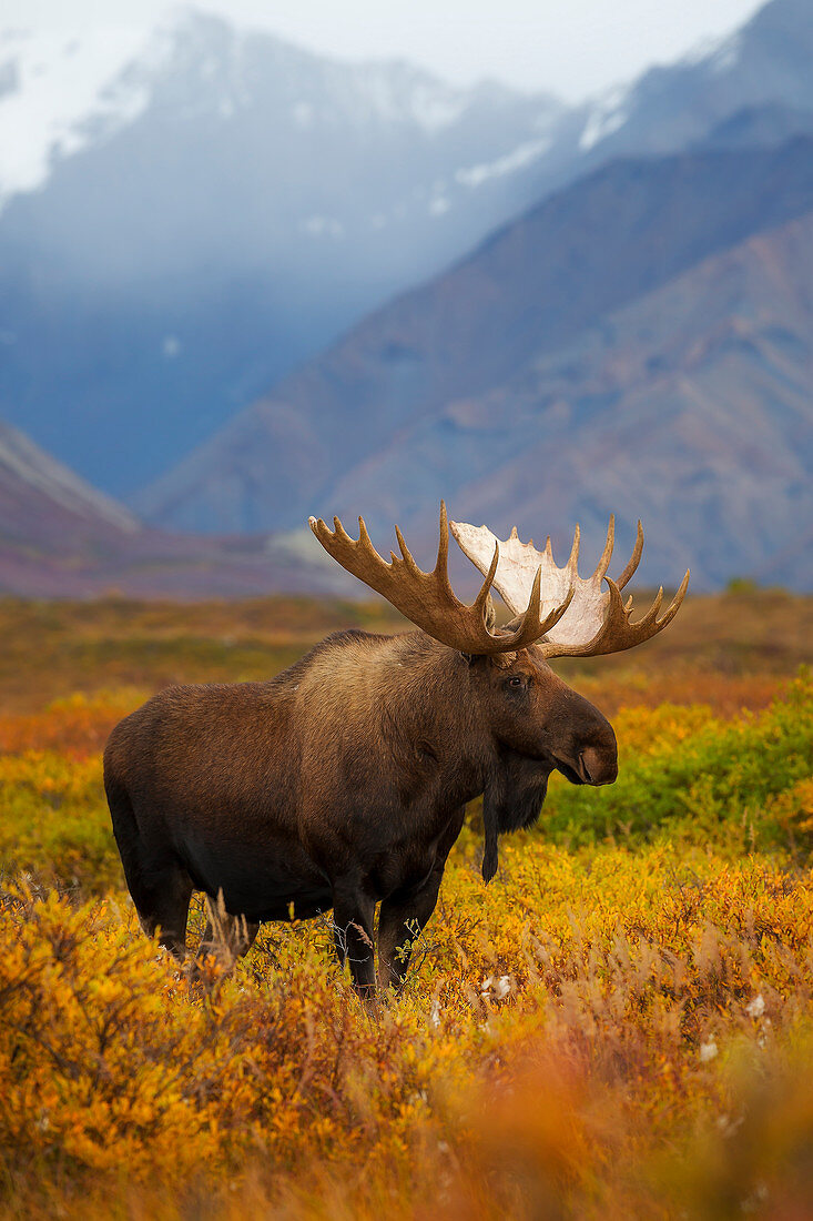 Alaska Elchbulle (Alces alces gigas) in der Herbst-Tundra, Denali Nationalpark, Alaska