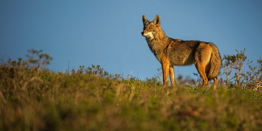 Kojote (Canis latrans), Punkt Reyes National Seashore, Kalifornien