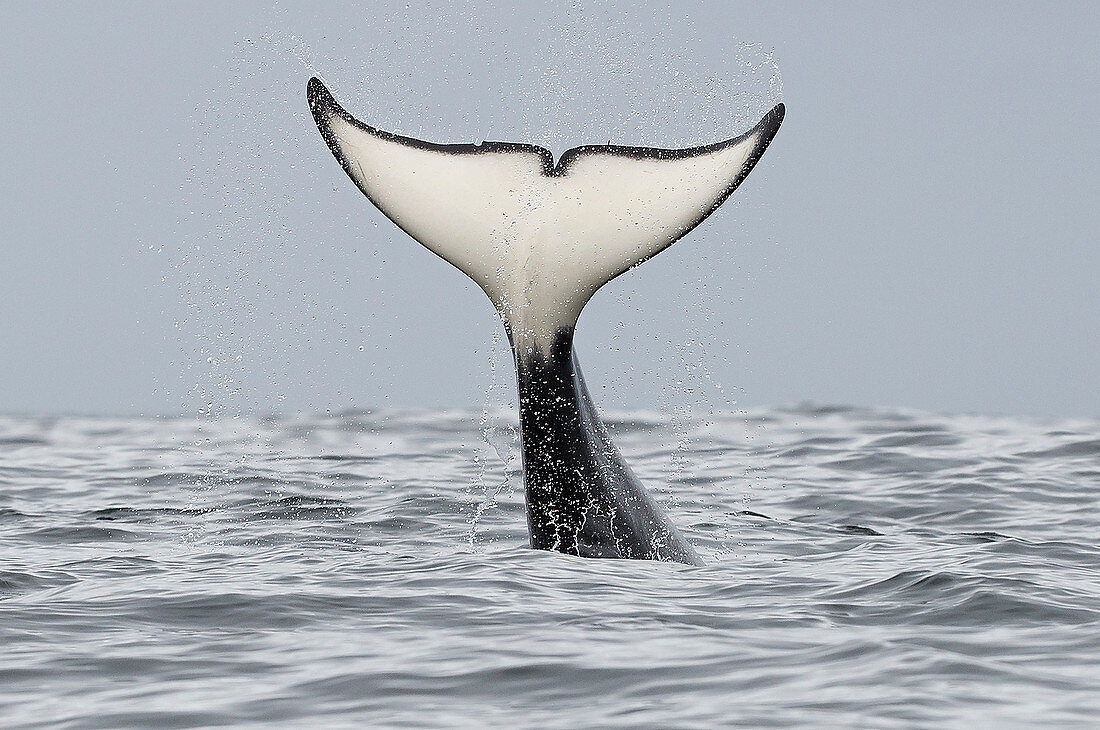 Orca (Orcinus Orca), männlich, Monterey Bay, Kalifornien