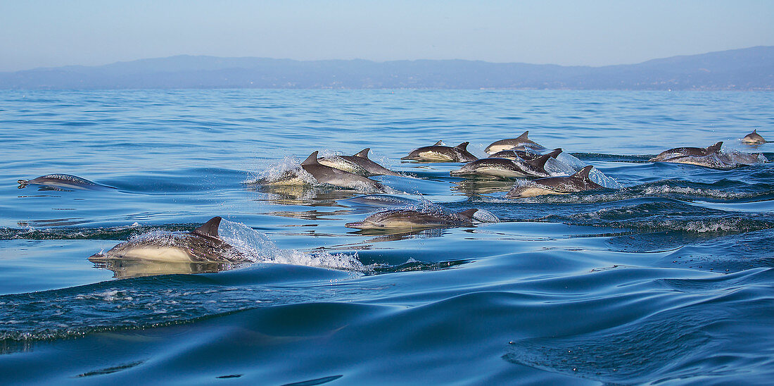 Langschnäuziger Gemeiner Delfin (Delphinus capensis) Schweinswal, Monterey Bay, Kalifornien
