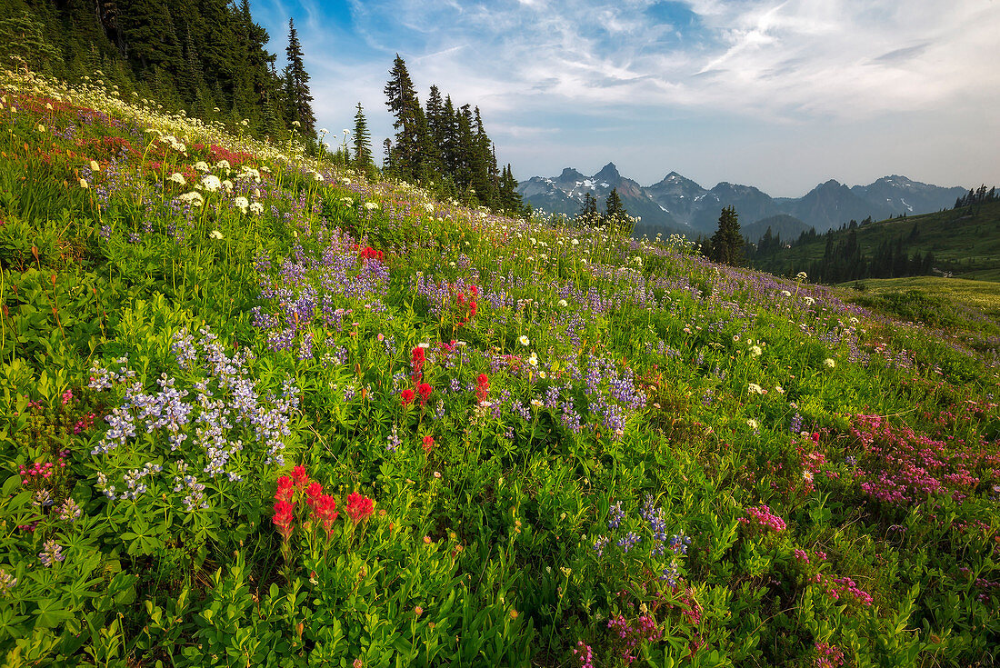 Wildblumen und Berge, Tatoosh Range, Mount Rainier National Park, Washington