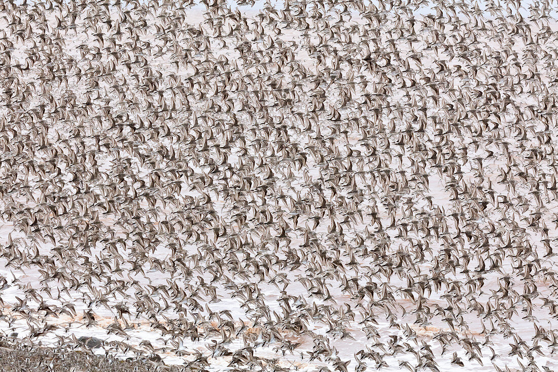 Sandstrandläufer (Calidris pusilla) Bay of Fundy, New Brunswick, Kanada