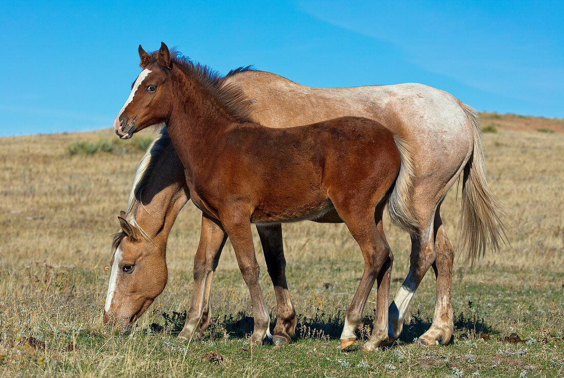 Mustang (Equus caballus), Mutter grasend mit Fohlen, Oshoto, Wyoming