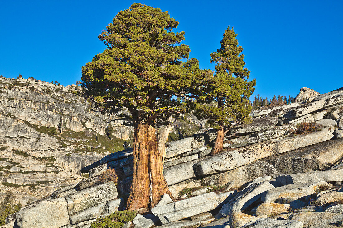 Jeffrey-Kiefer (Pinus Jeffreyi) Bäume und Granit, Olmsted Point, Yosemite Nationalpark, Kalifornien