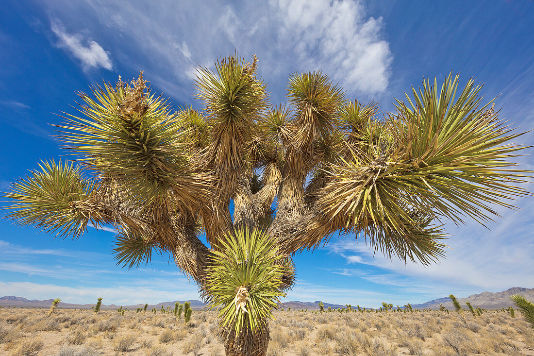 Josuabaum (Yucca brevifolia) in der Wüste, Eagle Valley Reservoir, Nevada