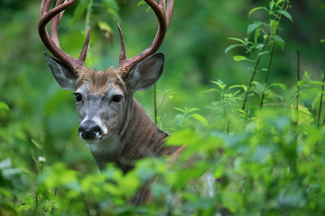 Weißwedelhirsch (Odocoileus virginianus), männlich, Fort Snelling State Park, Saint Paul, Minnesota