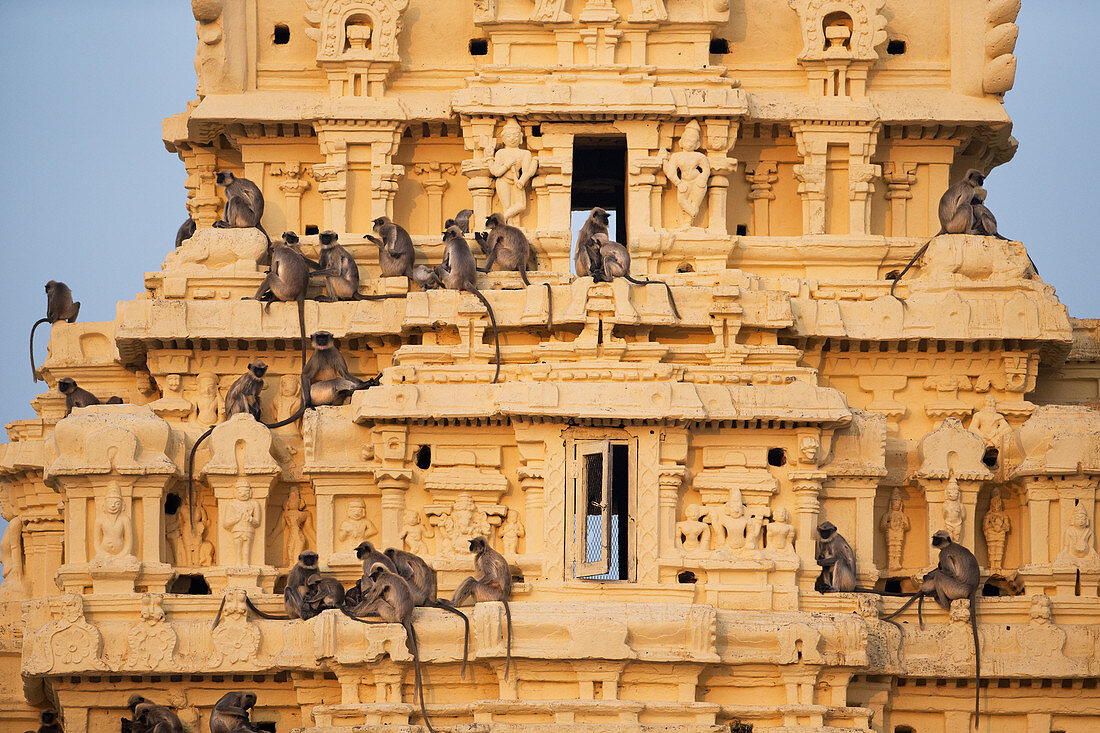 Bengalische Hanuman-Langur Gruppe (Semnopithecus entellus), Virupaksha-Tempel, Hampi, Karnataka, Indien