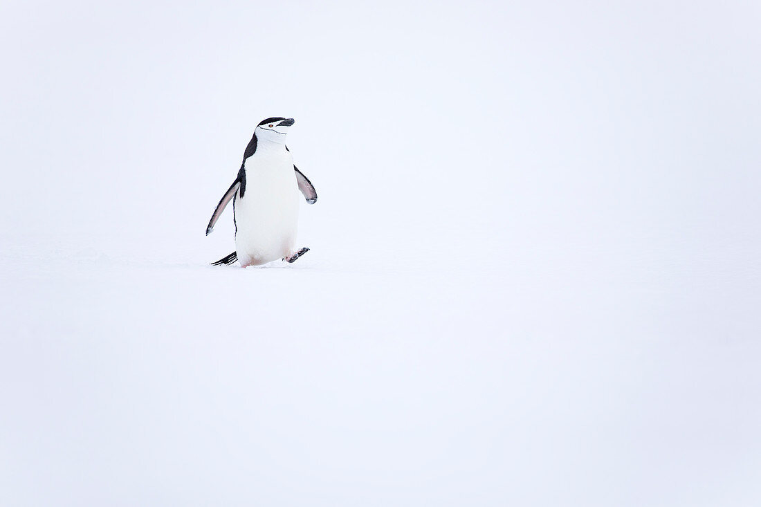 Chinstrap-Pinguin (Pygoscelis die Antarktis) im Schnee, die Antarktis