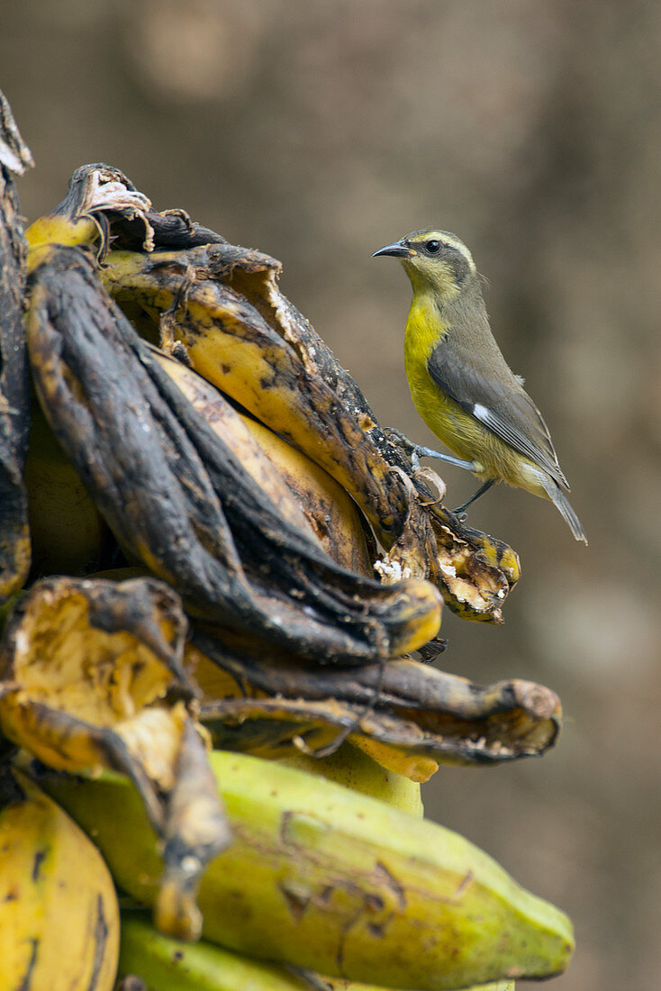 Bananaquit (Coereba flaveola) auf Frucht der Banane (Musa sp), Südamerika