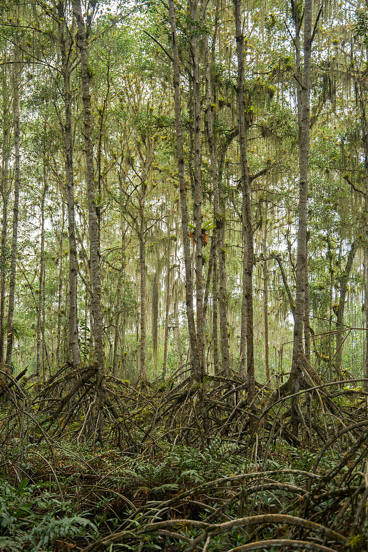 Mangrovenbäume (Rhizophora sp), ökologisches Reservat Cayapas Mataje, Ecuador