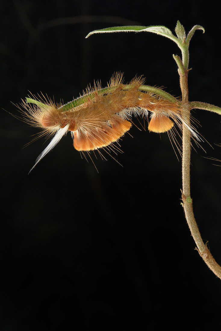 Trägspinner (Lymantriidae), Raupe, Menglun, Yunnan, China