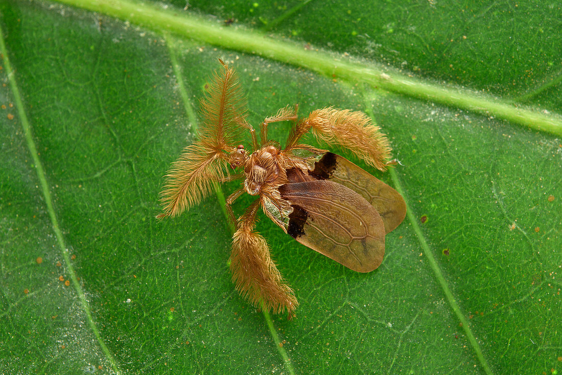 Mörderwanze (Ptilocerus sp), Sarawak, Malaysia