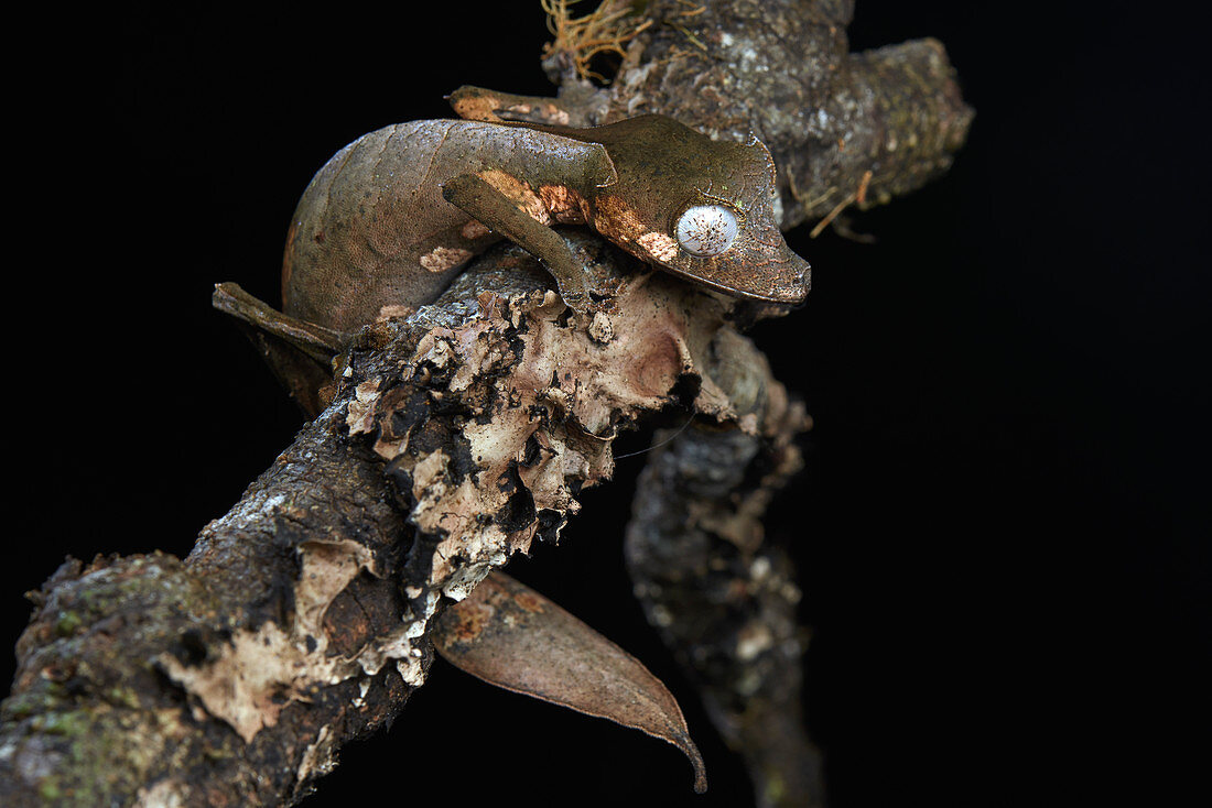 Gespenst-Plattschwanzgecko (Uroplatus phantasticus), Andasibe, Madagaskar