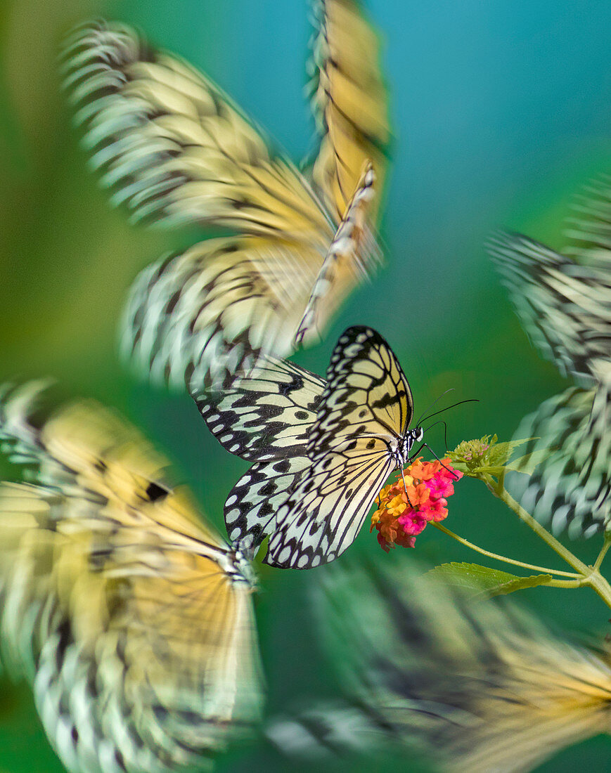 Weiße Baumnymphe Schmetterling (Idee leuconoe), Philippinen