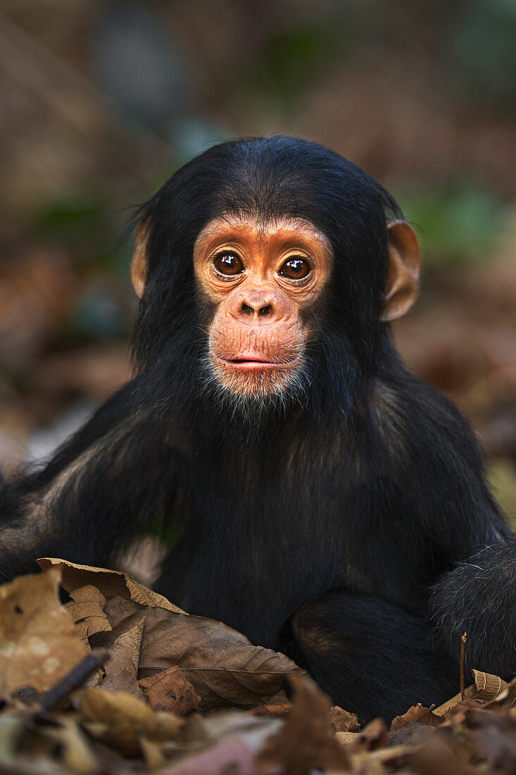 Ostafrikanische Schimpanse (Pan troglodytes schweinfurthii), Nationalpark Gombe, Tansania