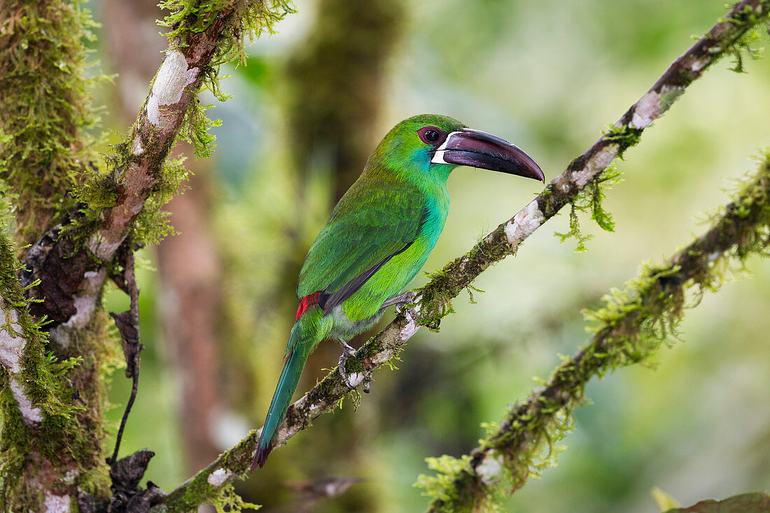 Blutbürzelarassari (Aulacorhynchus haematopygus), Nordwesten Ecuadors