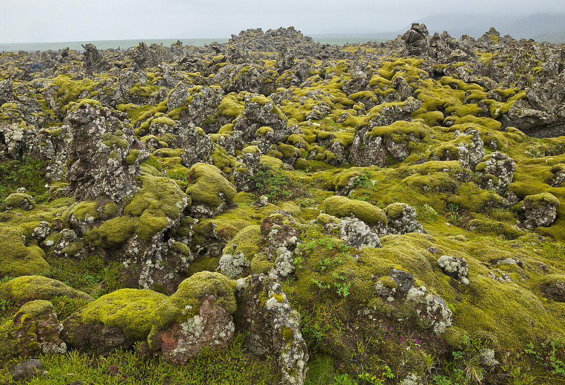 Lavafelder bedeckt mit starker Moosschicht, Snaefellsnes-Halbinsel, Island